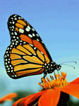 Photo of Monarch butterfly